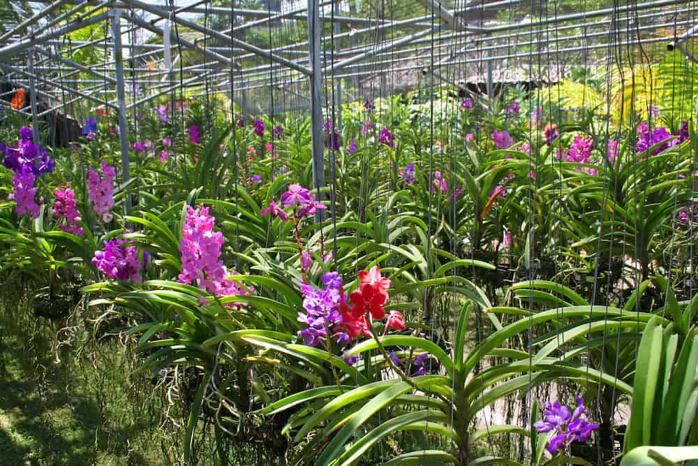 Discover Thailand’s orchid paradise on our exclusive Thailand Tours